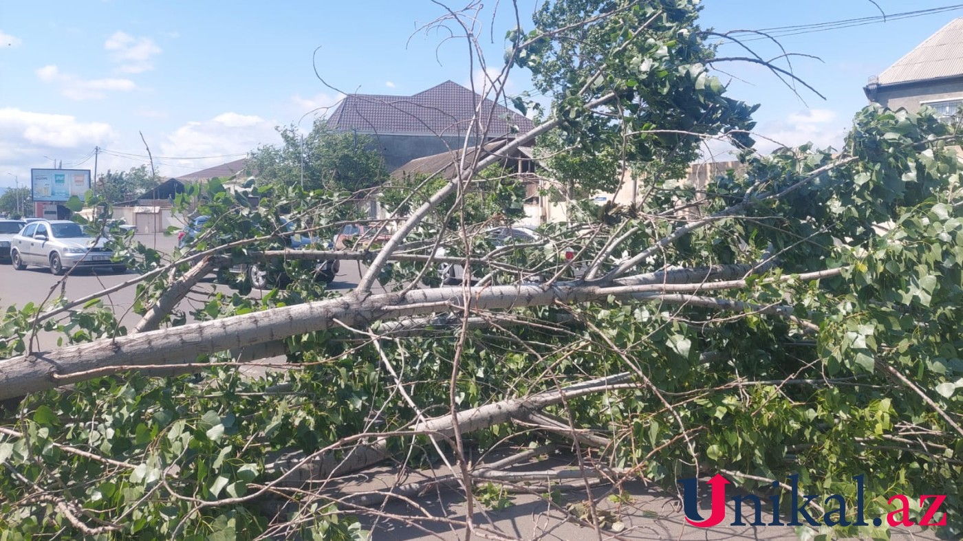 Güclü külək Gəncədə fəsadlar törətdi - FOTO